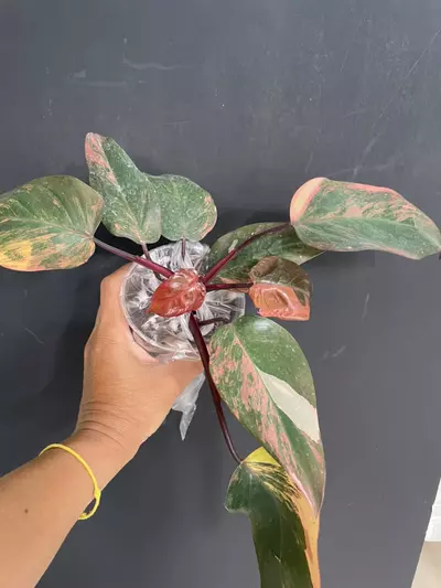 plant/Philodendron fire princess-0-thumbnail