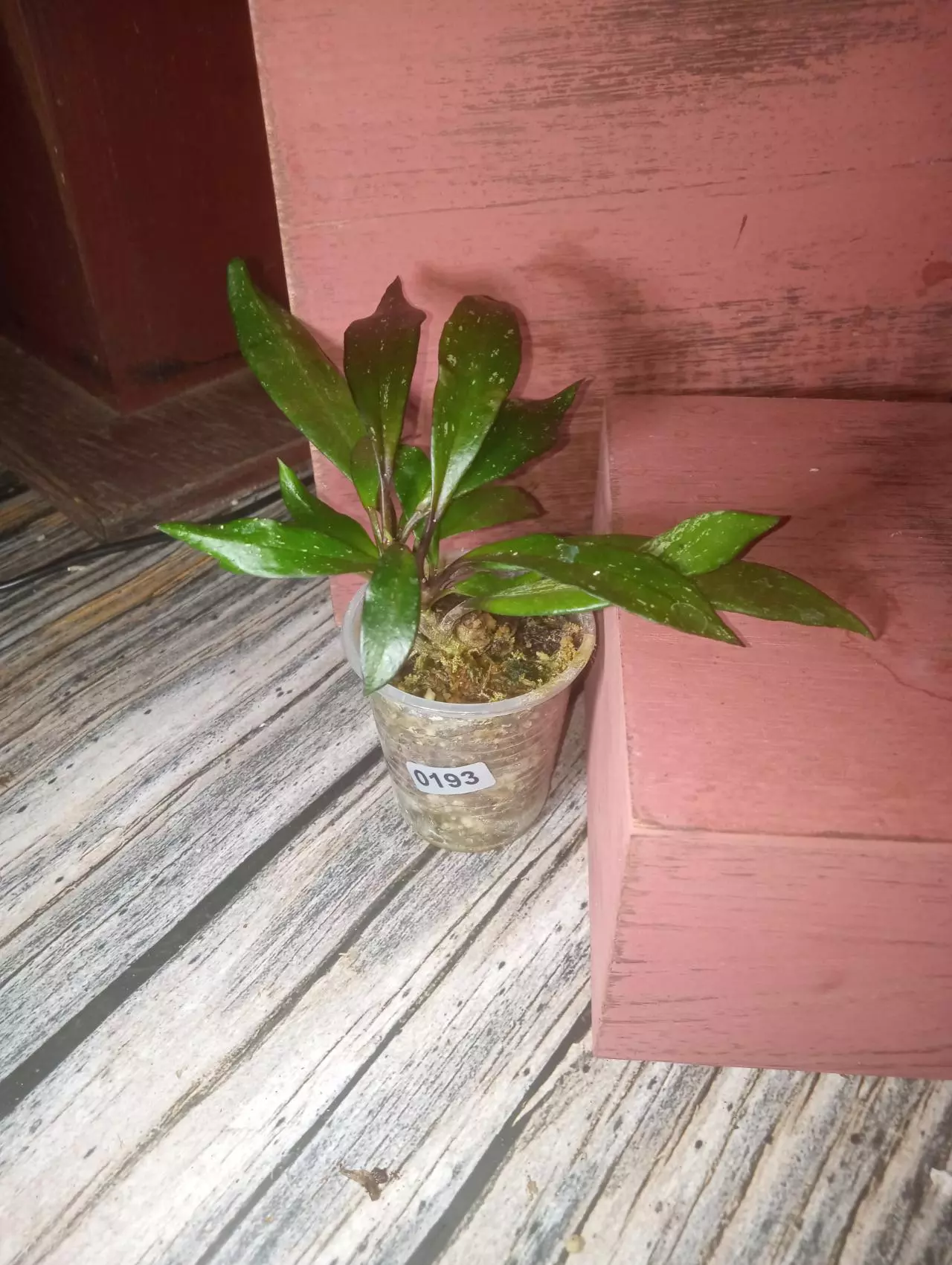 plant/Hoya pubicalyx (0193)-1