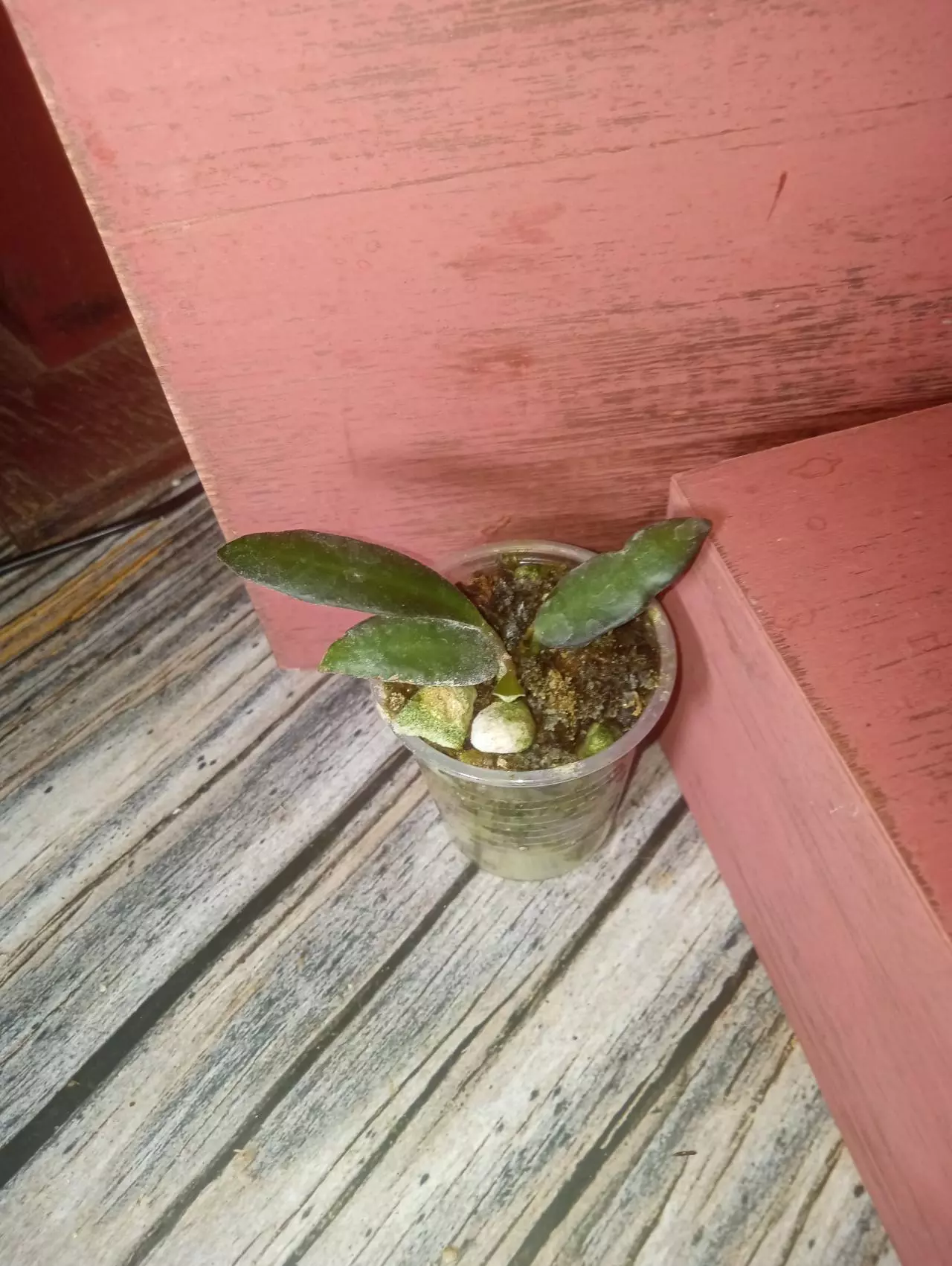 plant/Hoya Rosita (0187)-0