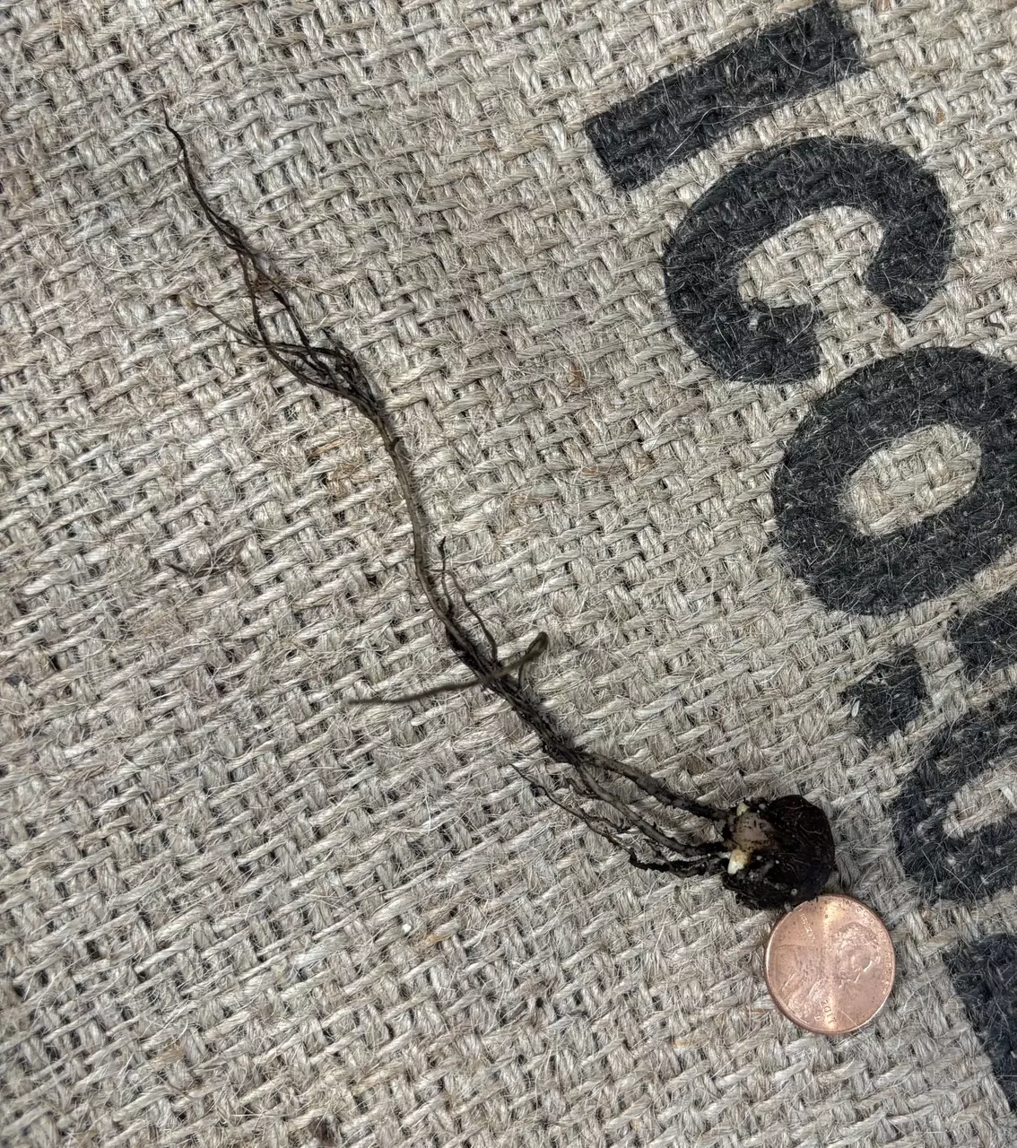 plant/CHUNKY Alocasia Portadora Rooted Corm-0