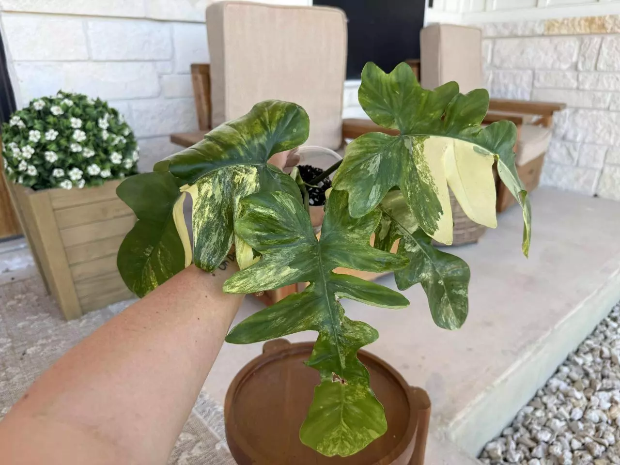 plant/FB X DISTANTILOBUM Philodendron-8