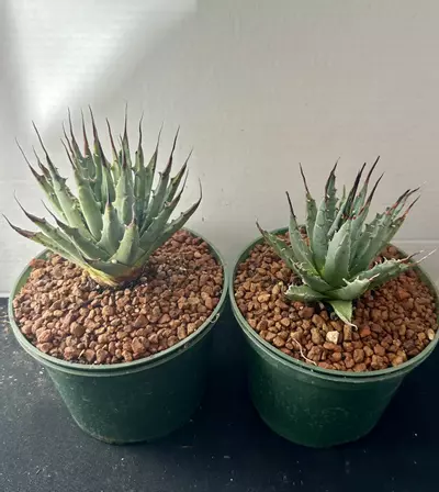plant/Agave Utahensis var Navadenesis-0-thumbnail