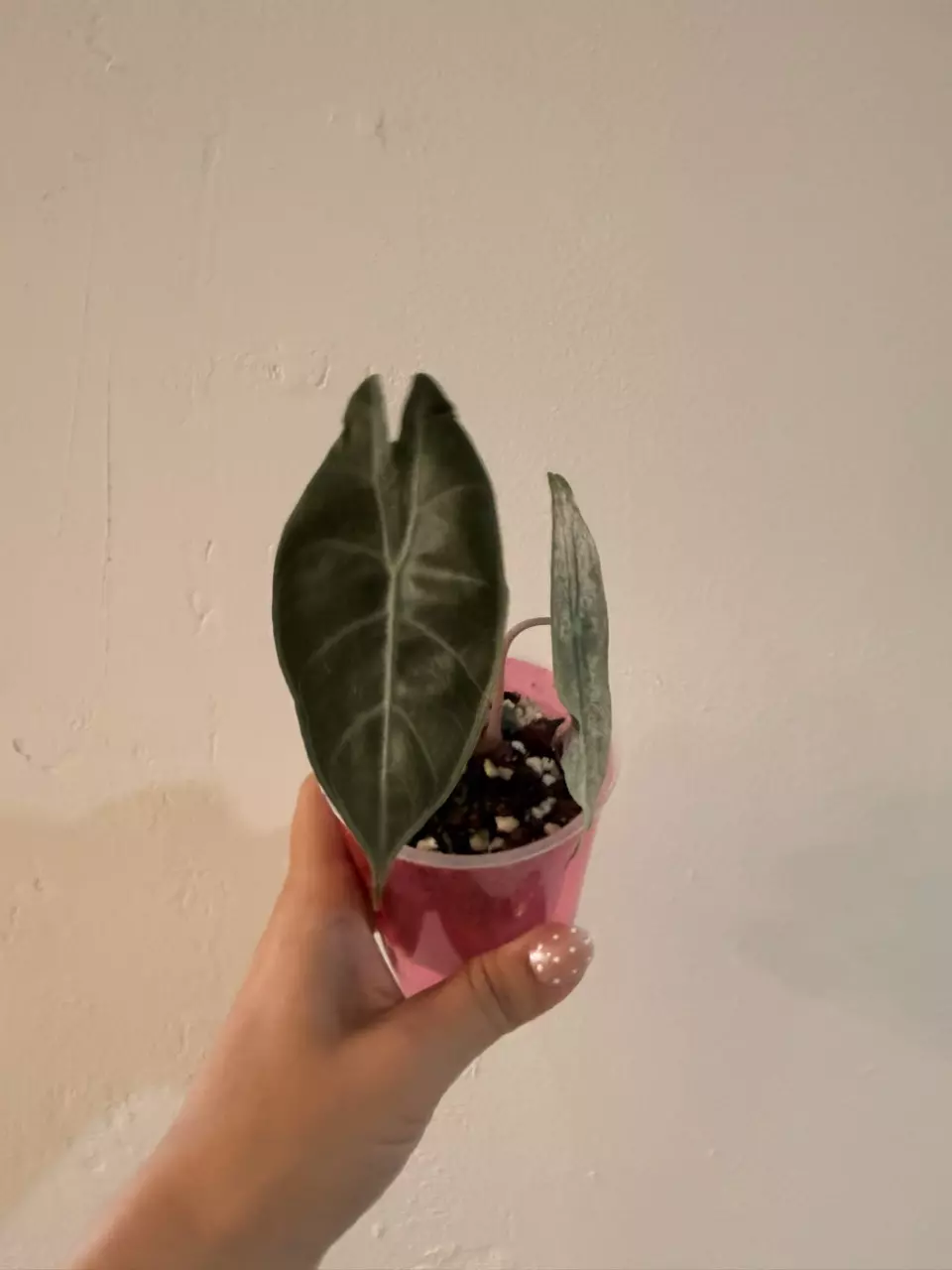 plant/Alocasia Pink Dragon Stardust Corm A (sprouting)-1