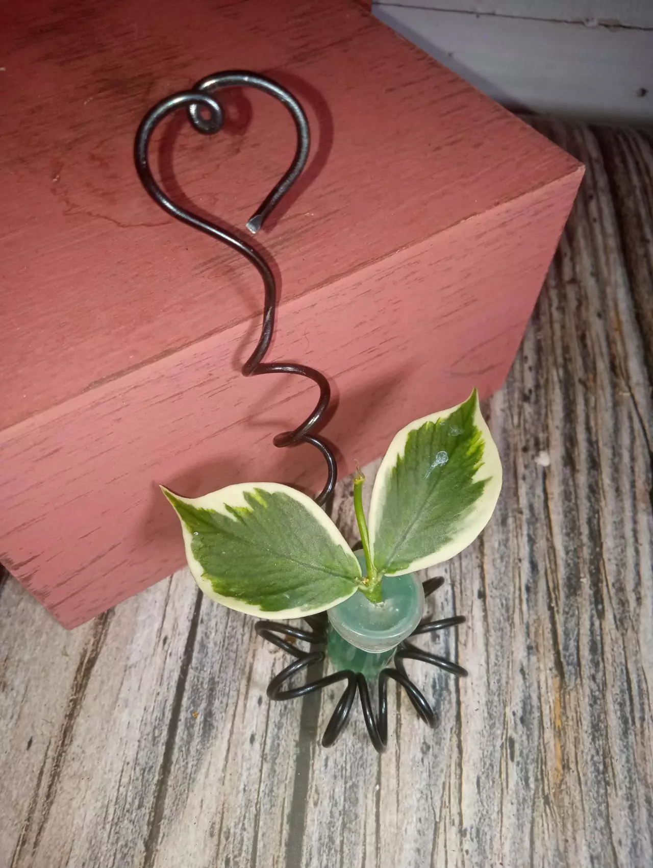 plant/Hoya polyneura 'outer variegated' (albo)-1