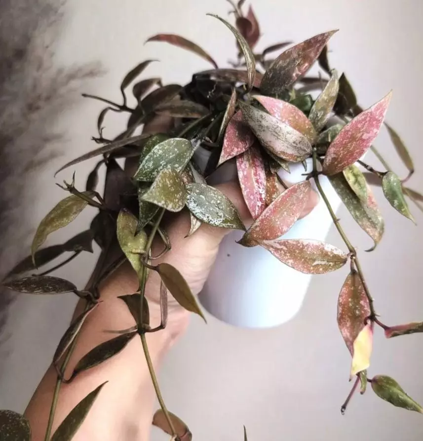 plant/Lacunosa Mystery Cuttings-0