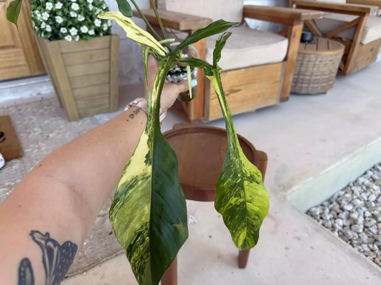 plant/Variegated Joepii Philodendron-1