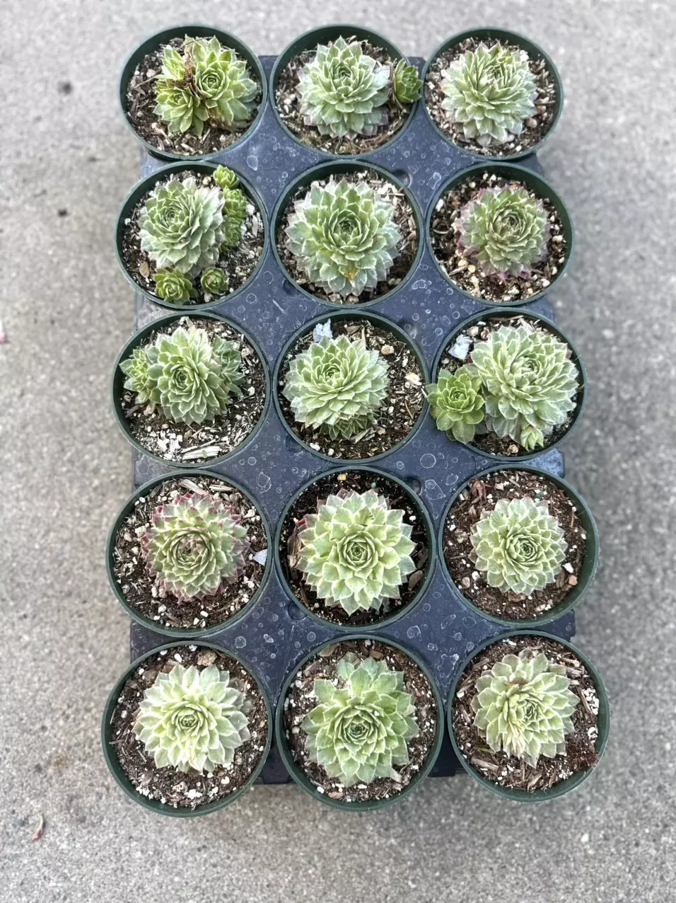 plant/Sempervivum lotus blossom-3