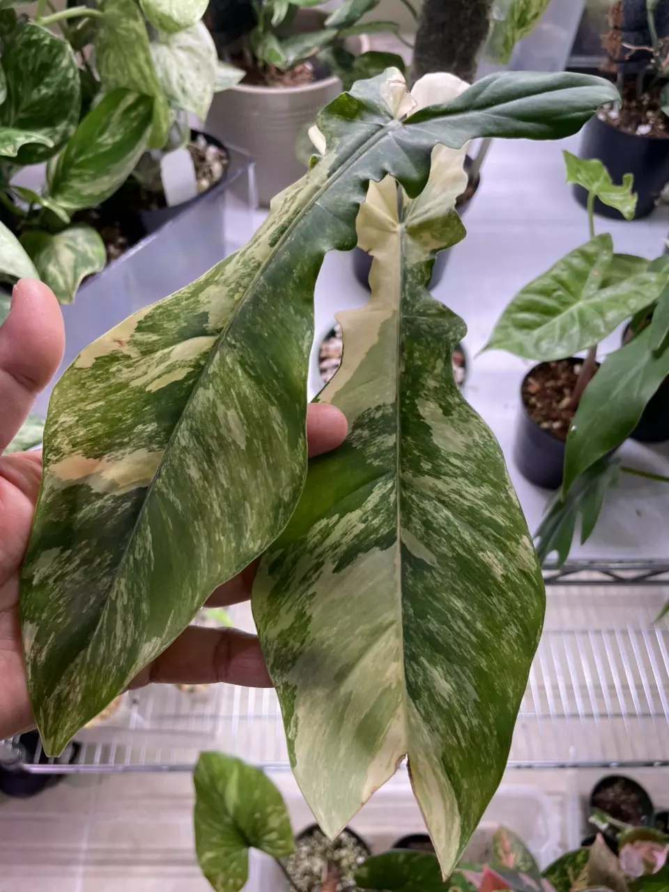 plant/Philodendron Flob x Bob cee var.-0