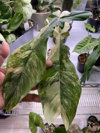 plant/Philodendron Flob x Bob cee var.-0-thumbnail