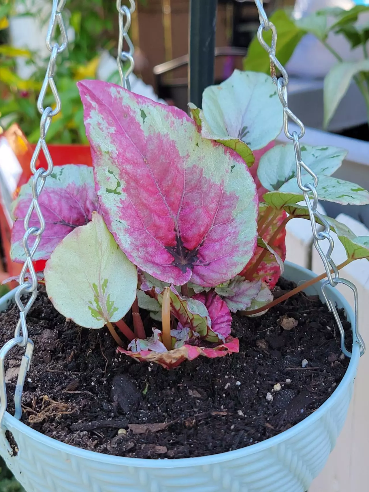 plant/Begonia Rex starter 1" pot-0