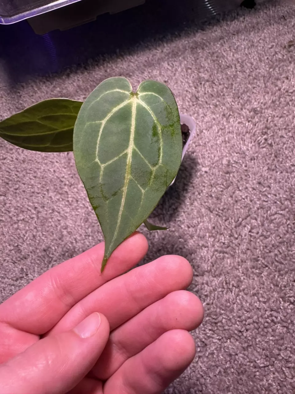 plant/Blue Velvet x MichelleZara-0