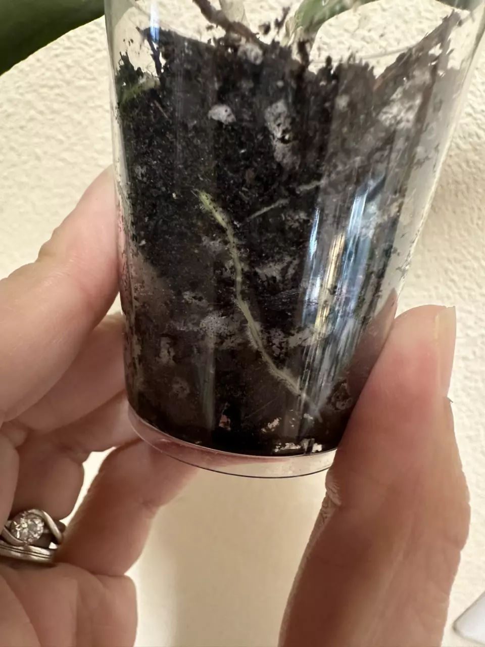 plant/Hoya sp Indonesia-1