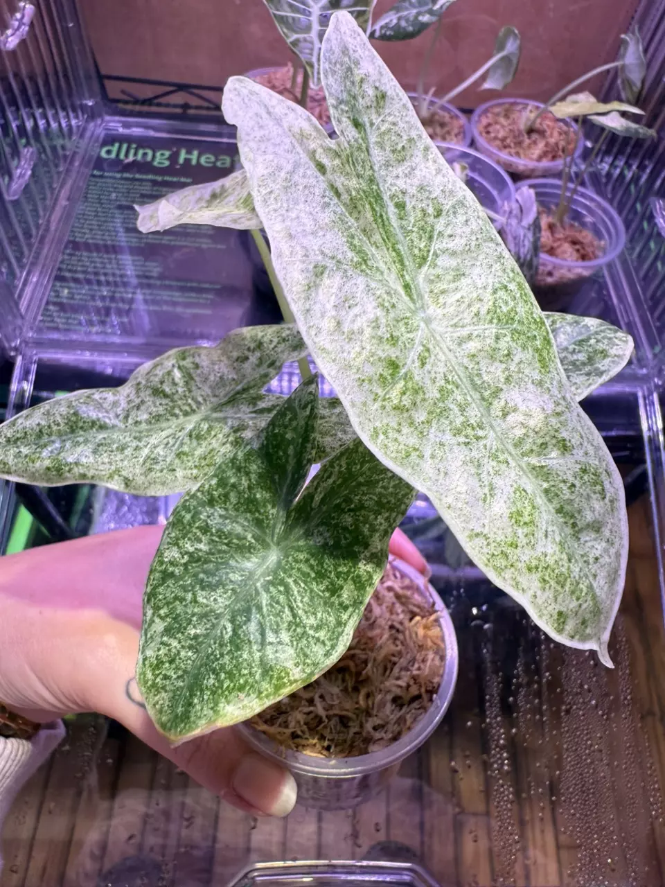plant/Longiloba Mottled-0