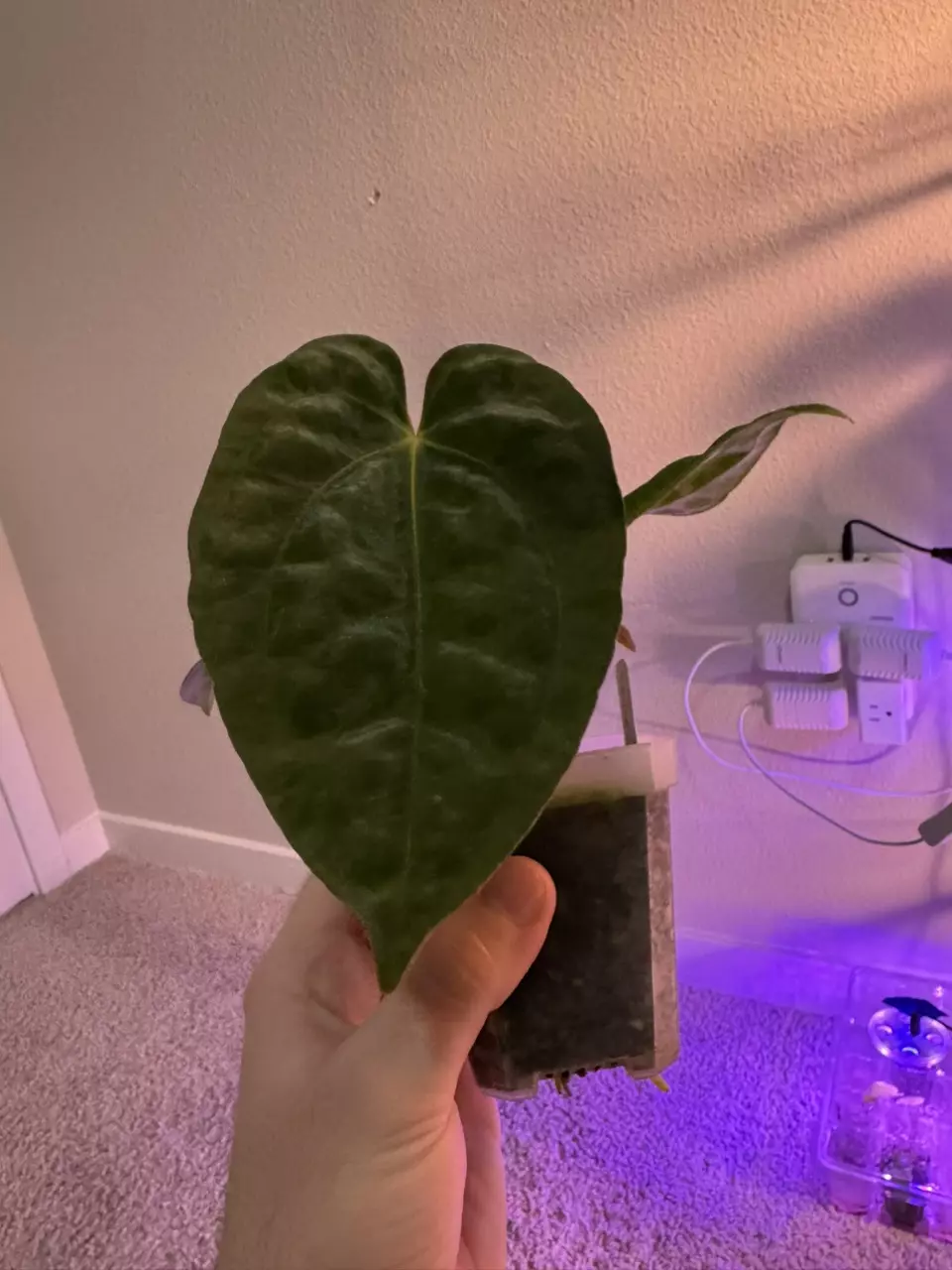 plant/Dorito s1 x ((Dress x Carla “Amanda”) x self)-4