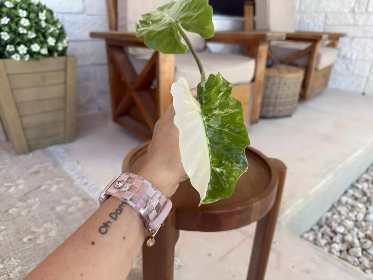 plant/Alocasia Albo Low Rider-0