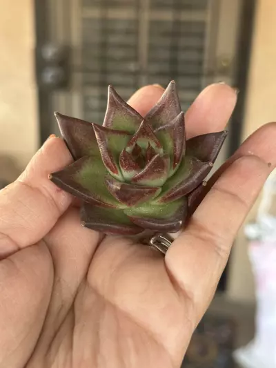 plant/Red Sandlewood-0-thumbnail