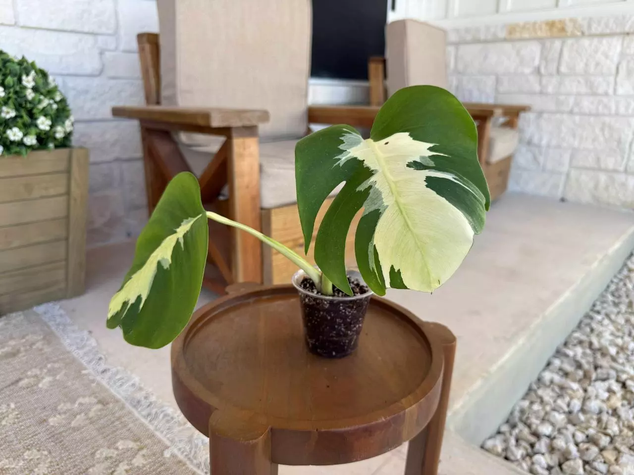 plant/Monstera Lava-7