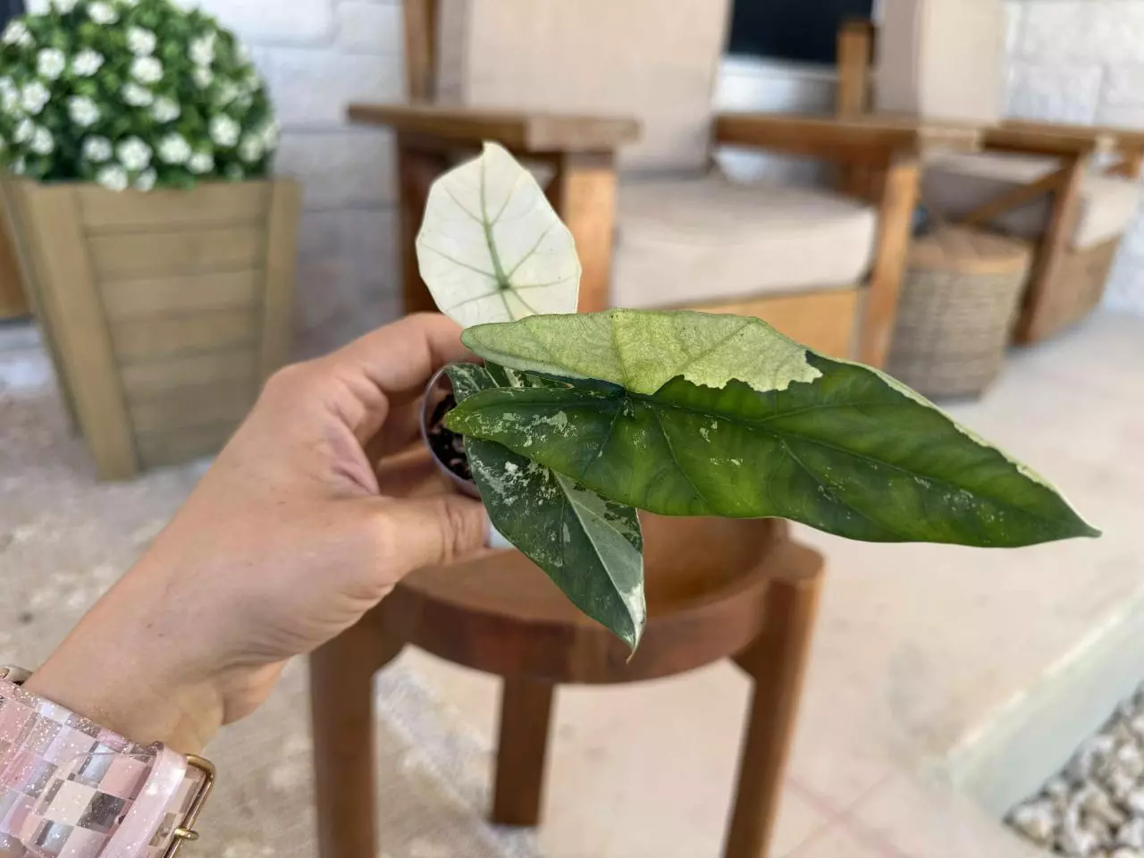 plant/Alocasia Simpo Albo-5