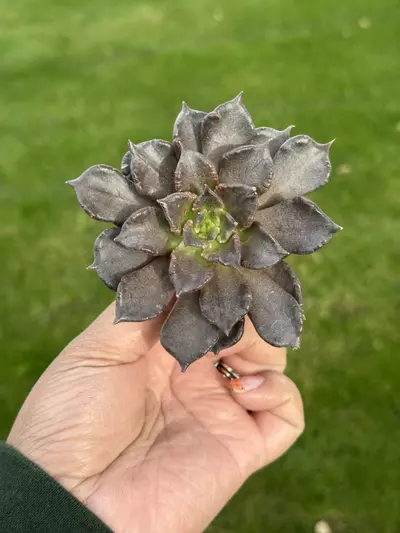 plant/Black Madiba GC-0-thumbnail