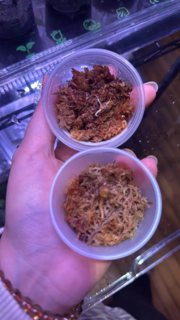 plant/Pink Nobillis K Corms-1