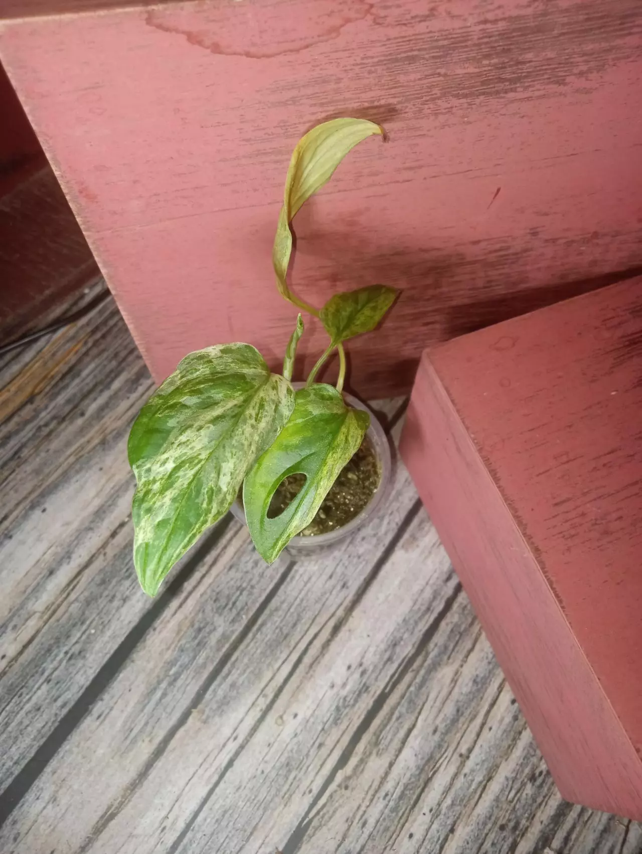 plant/Monstera adansonii variegated 'mint' (0180)-0