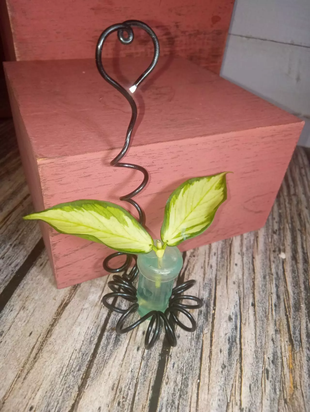 plant/Hoya polyneura 'inner variegated'-1