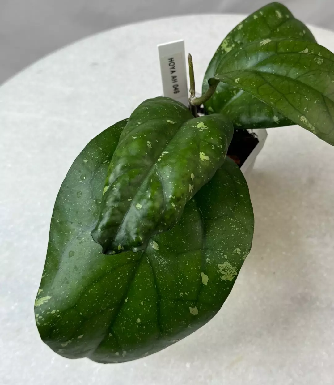 plant/Hoya AH 049 - 3 inch pot-1