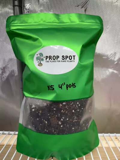 plant/Chonky aroid mix-0-thumbnail