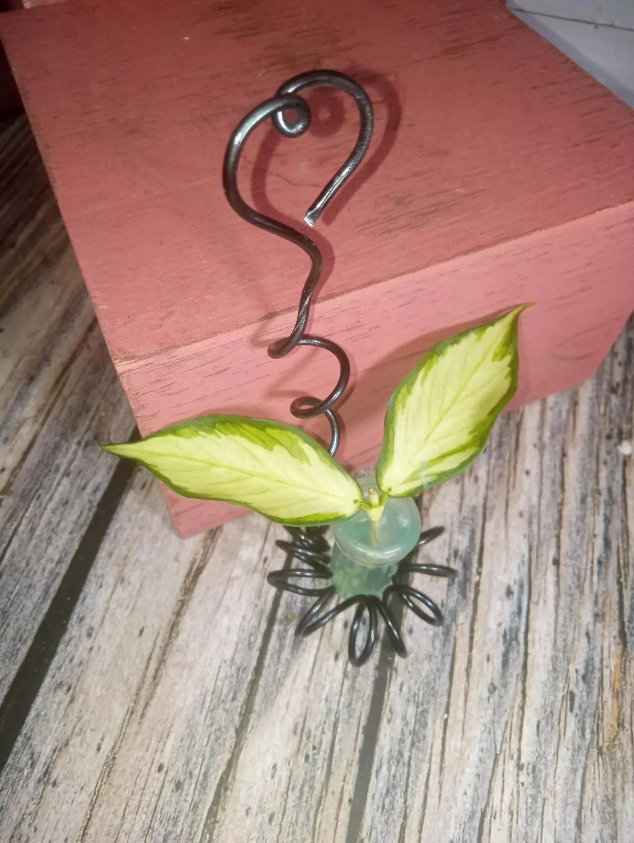 plant/Hoya polyneura 'inner variegated'-0