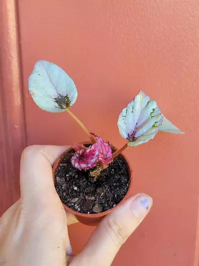 plant/Begonia Rex starter 1" pot-1-thumbnail
