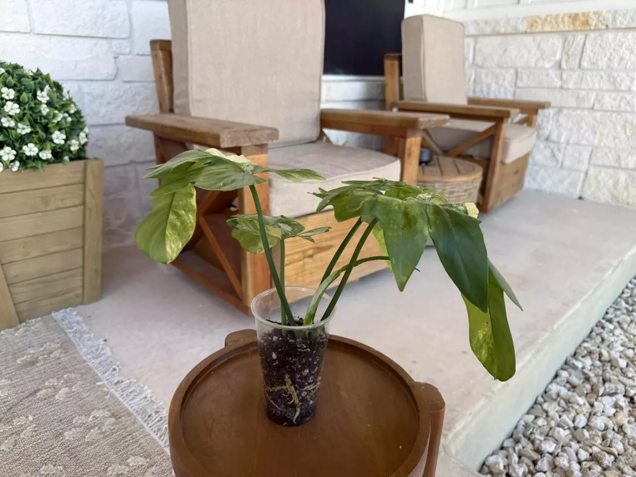 plant/FB X DISTANTILOBUM Philodendron-1