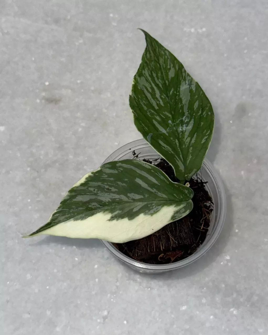 plant/Hoya polyneura ‘Jasminka’-0