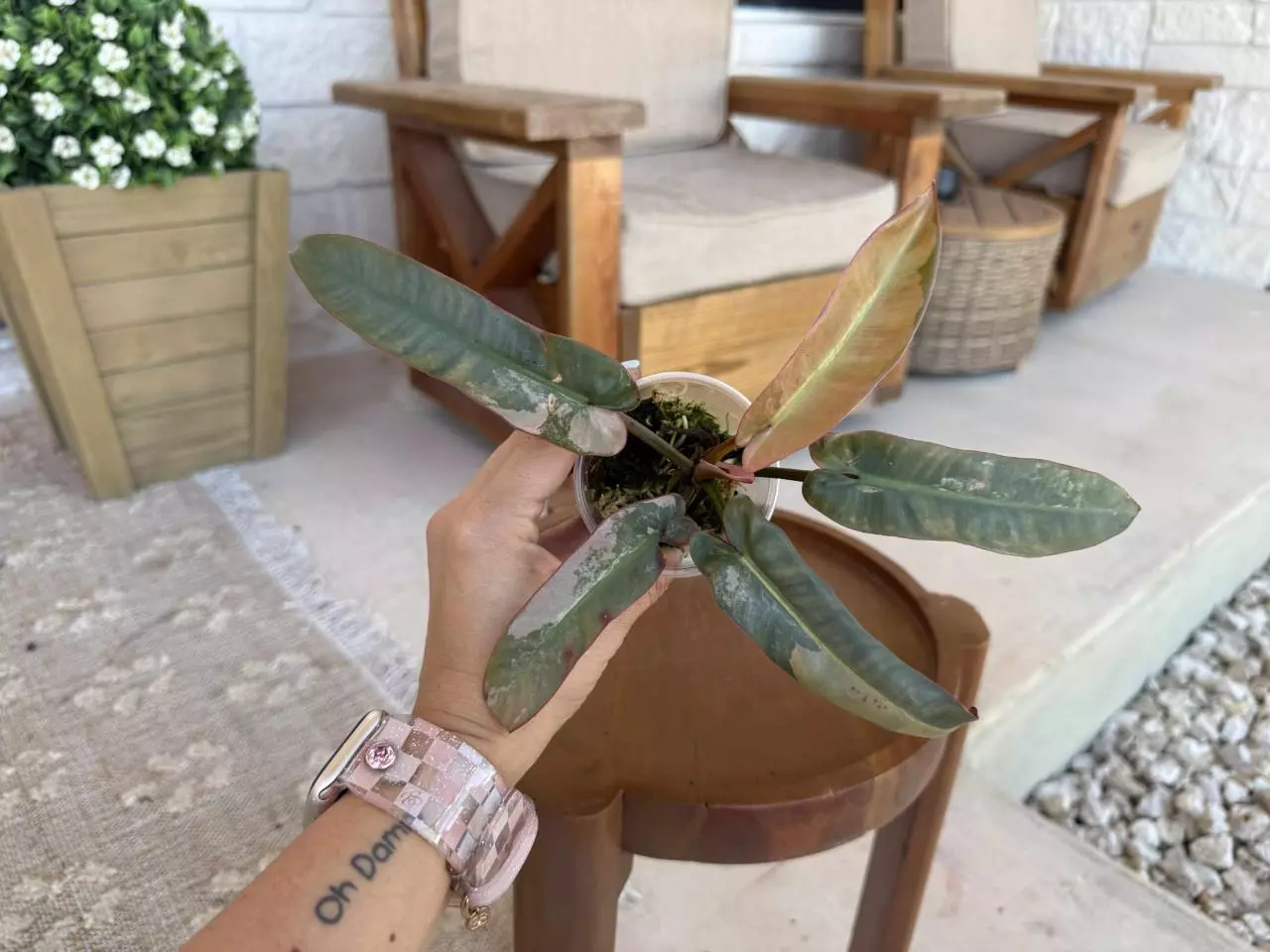 plant/Pink Atabopoense Philodendron-0