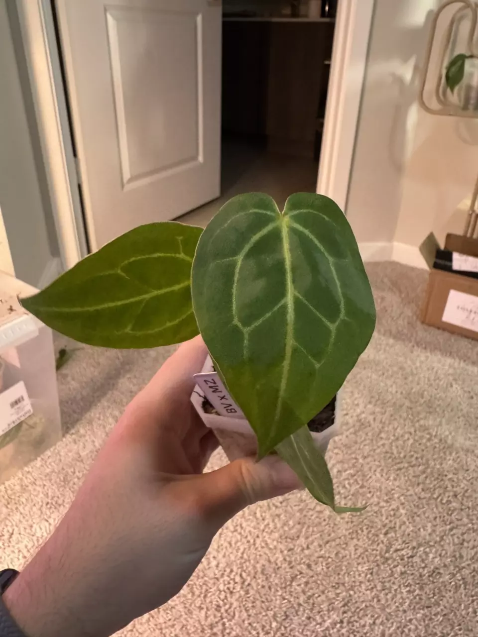 plant/Blue Velvet x MichelleZara-1