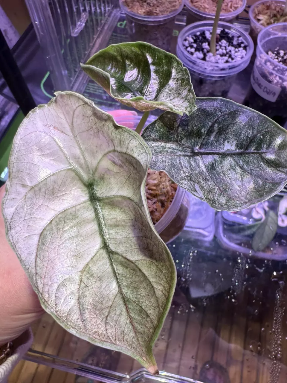 plant/🦄Azlanii Pink Mint🦄-0