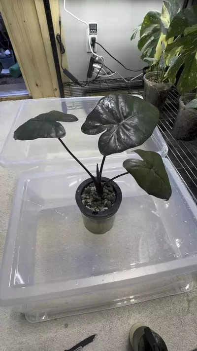 plant/Alocasia Yukatan Princess-0-thumbnail