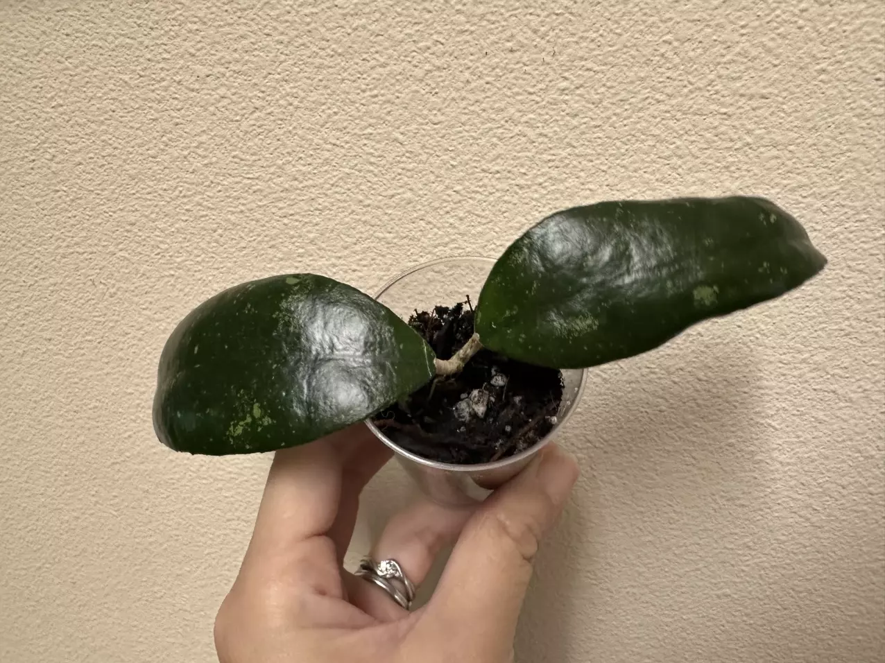 plant/Hoya sp Indonesia-0