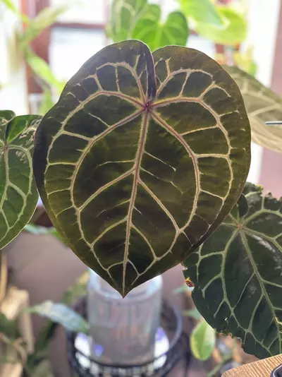 plant/Anthurium Seedling ( Silver Blush x Red Crystallinum - NSE ) x Michelle-2-thumbnail