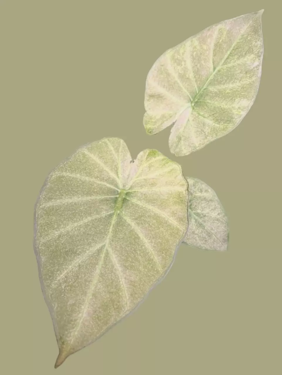 plant/Corm X - Mint Variegated Alocasia Regal Shield-1
