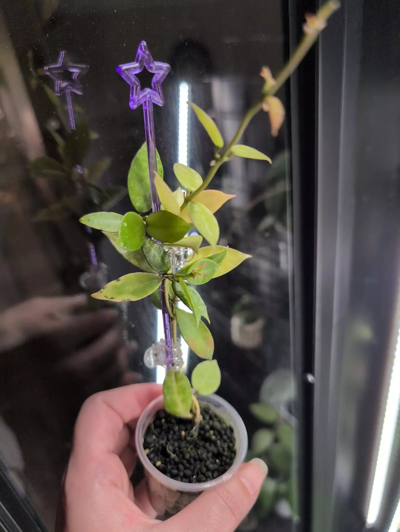 plant/Lacunosa 'Peridot' cuttings-0