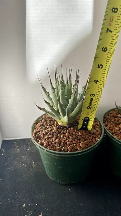 plant/Agave Utahensis var Navadenesis-3-thumbnail