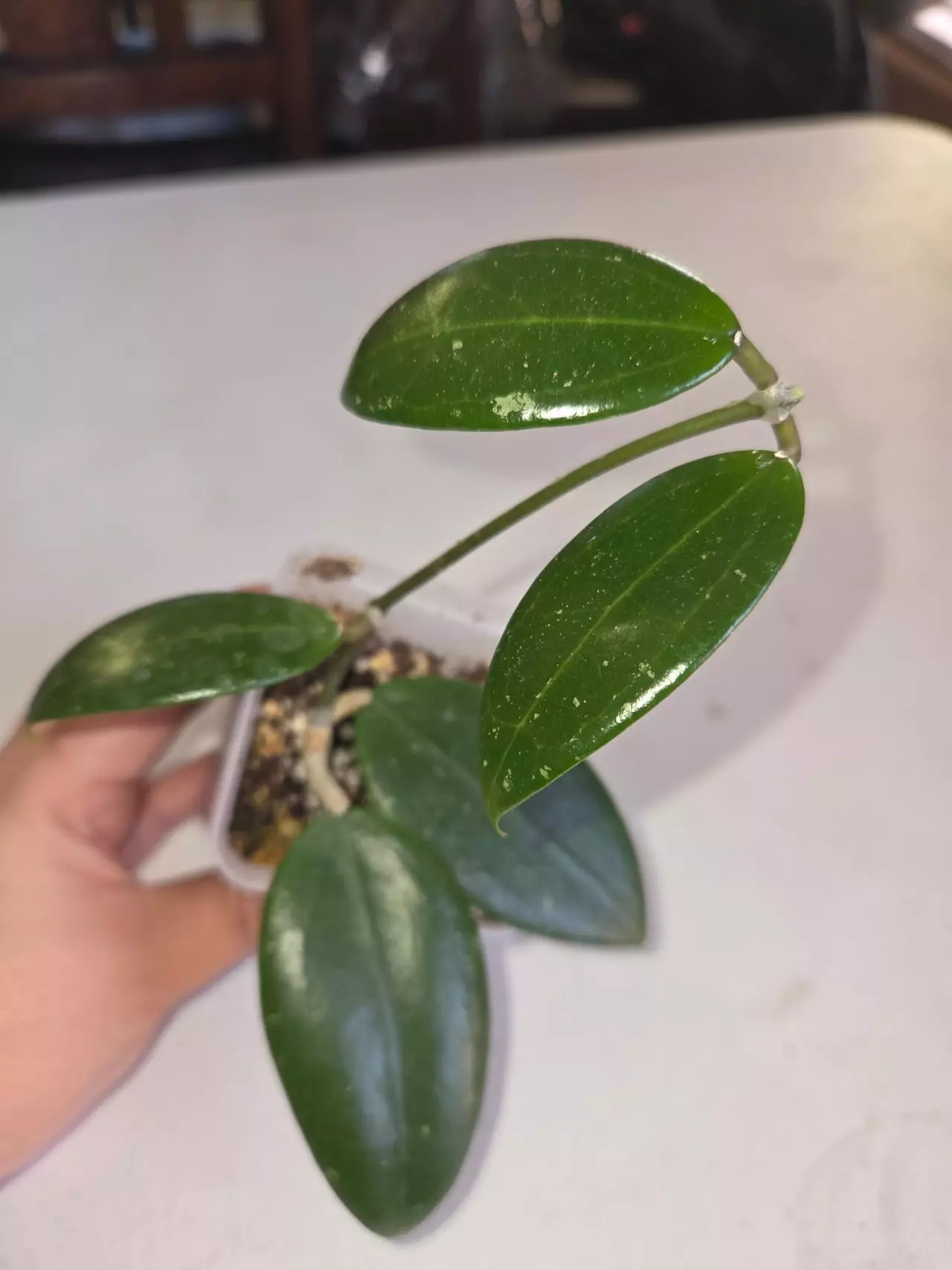 plant/Hoya Wrx30-101-0