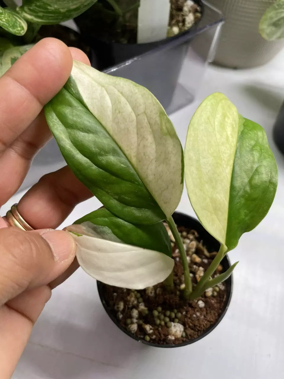 plant/Monstera acacoyagensis Albo-0