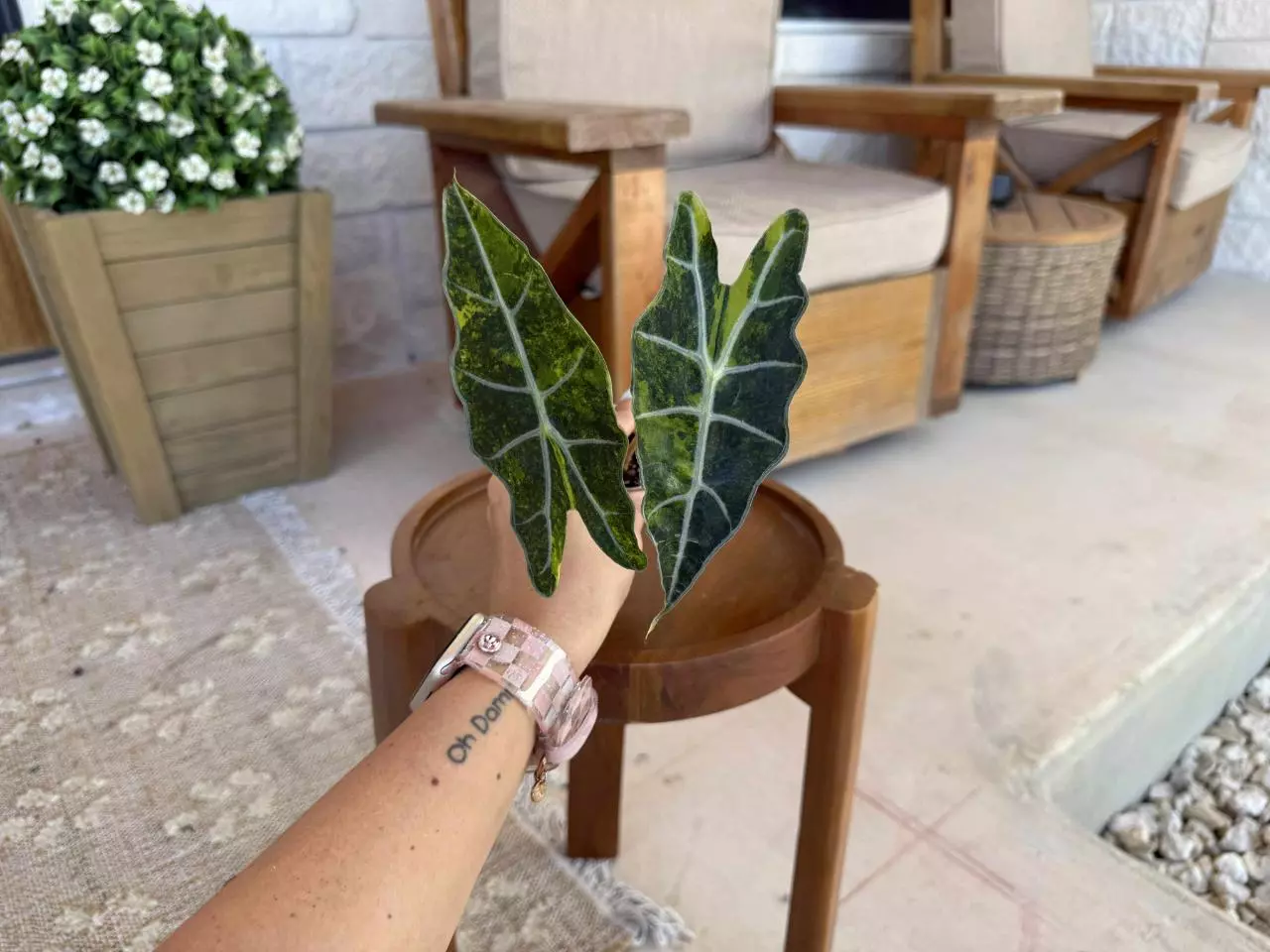 plant/Alocasia Sanderiana Bull Aurea-0