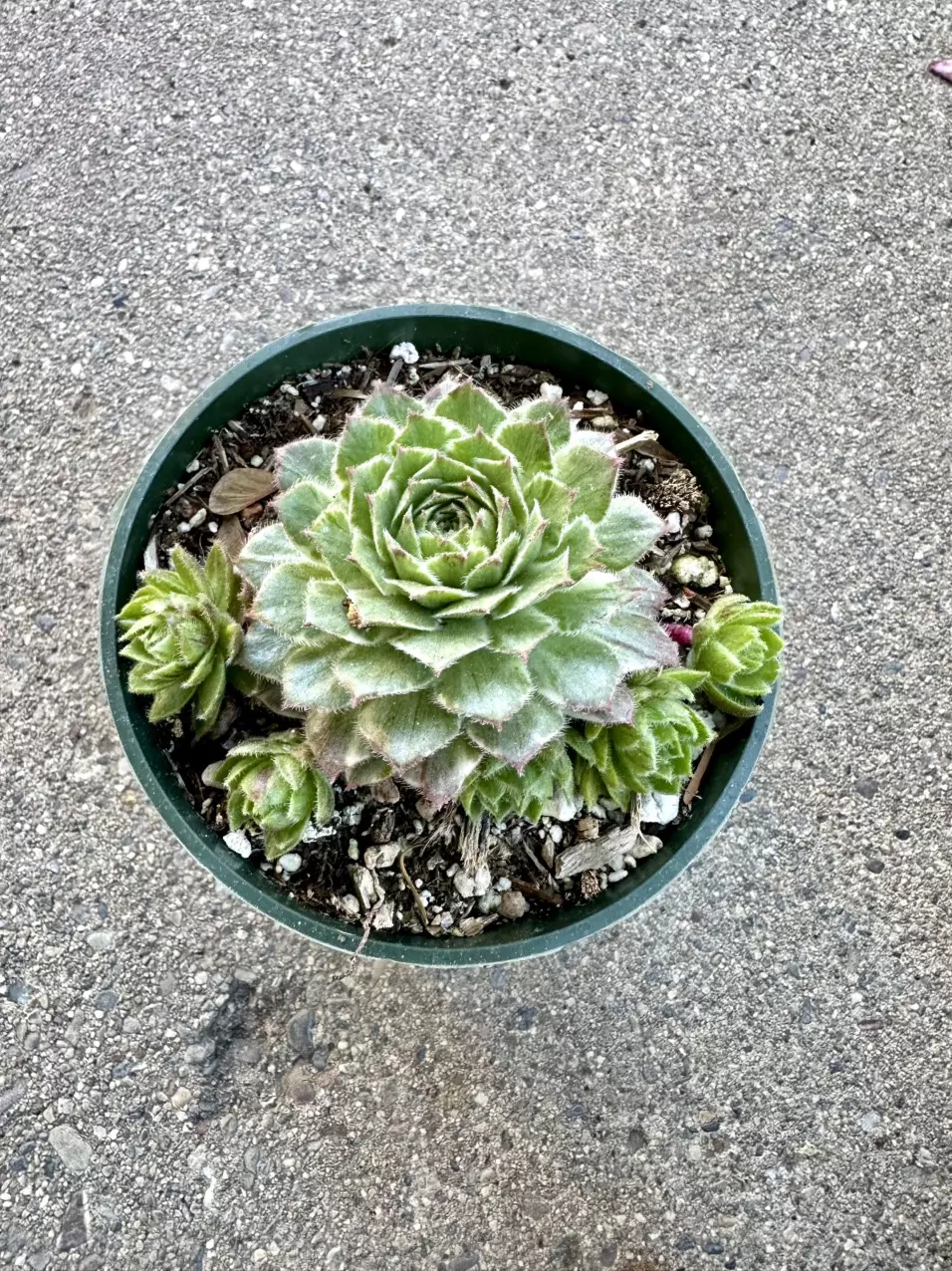 plant/Sempervivum lotus blossom-1