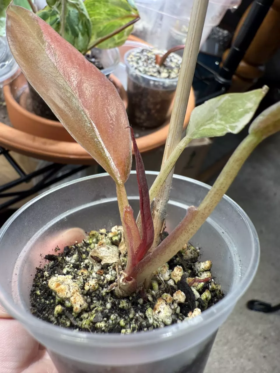 plant/Caramel marble-0