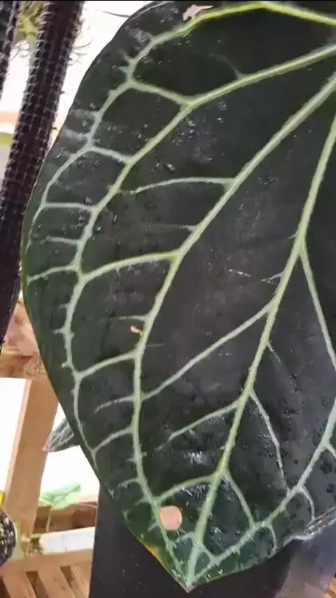 plant/A32 Black Widow x Michelle Anthurium BWM-4