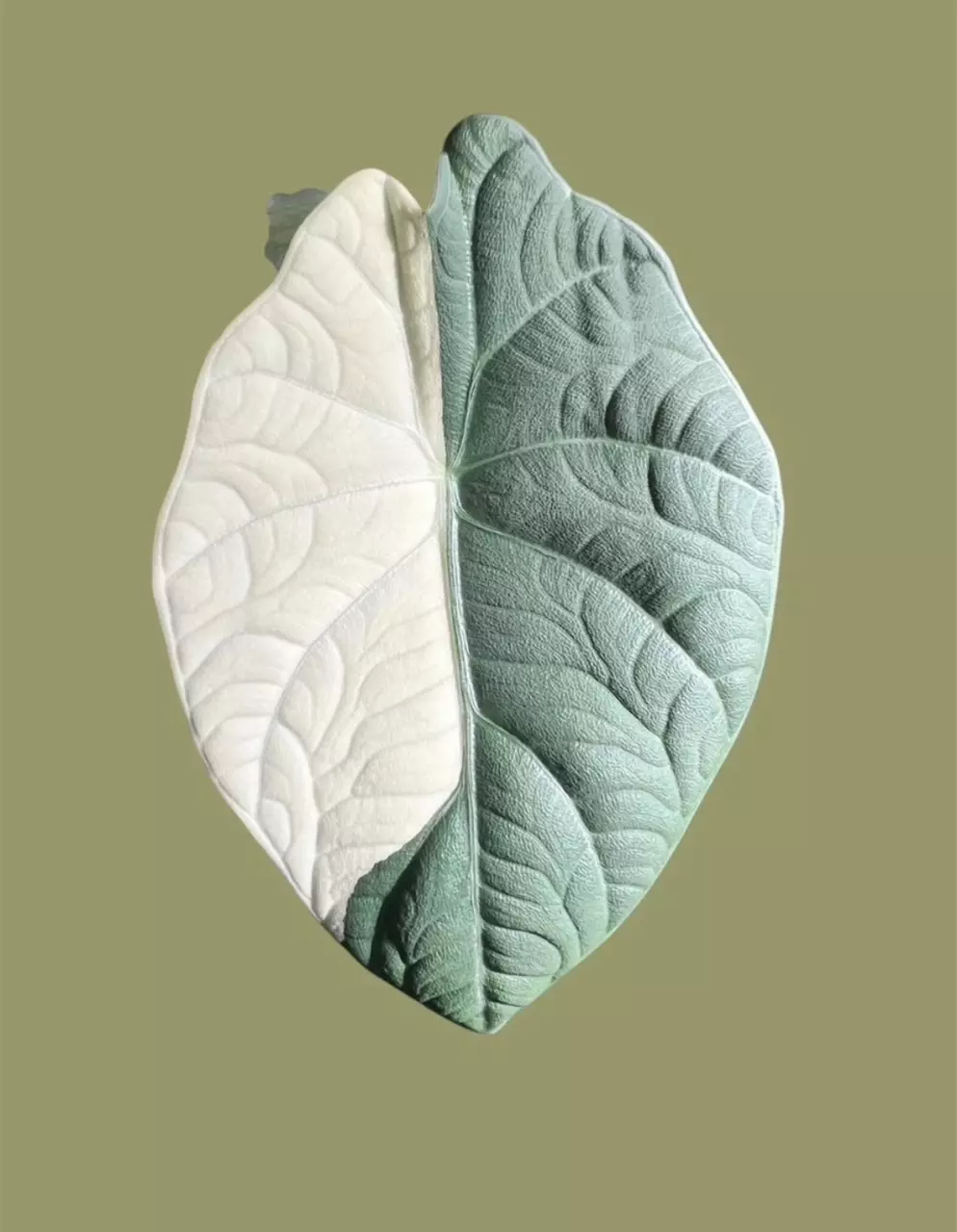 plant/Corm C - Albo Variegated Alocasia Maharani-0