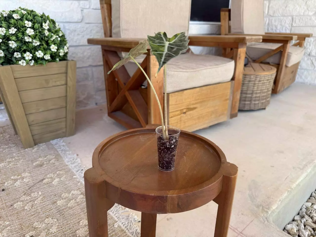 plant/Alocasia Sanderiana Bull Aurea-4