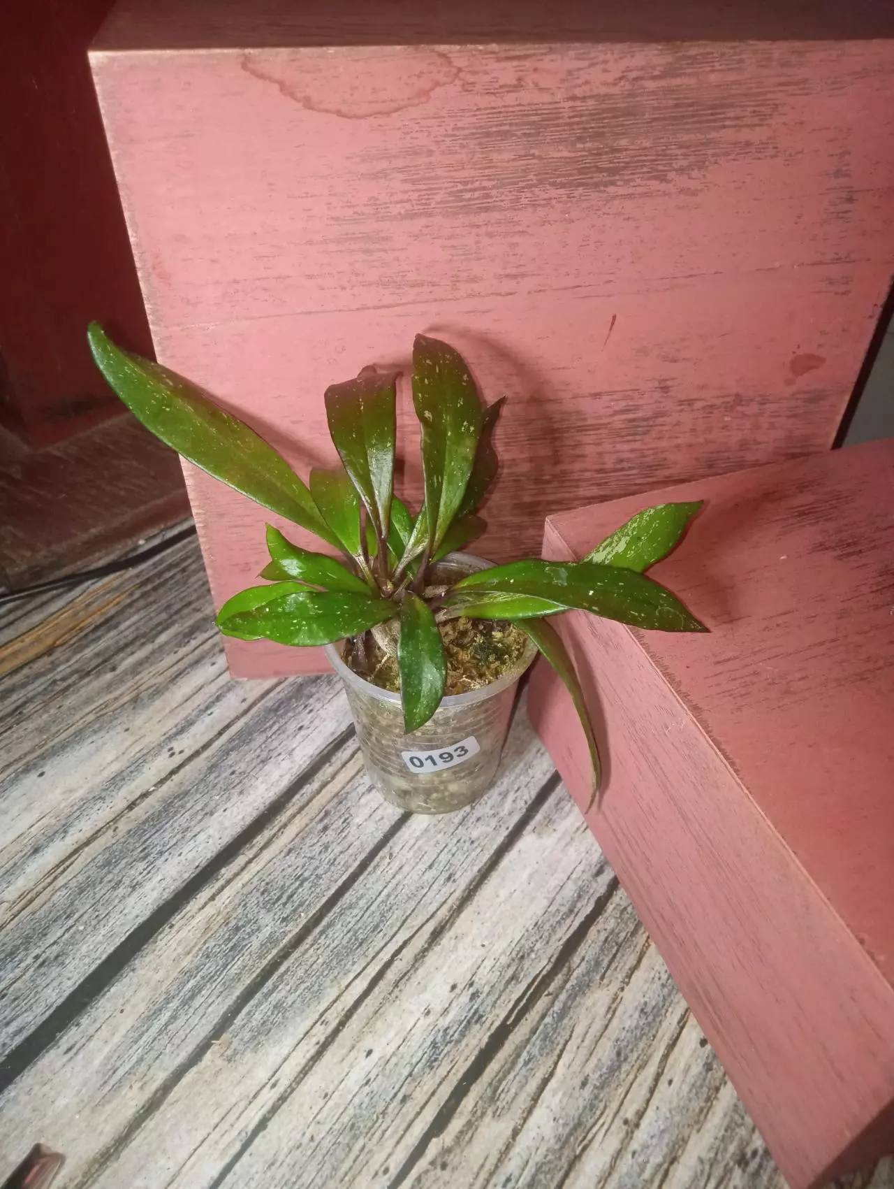 Hoya pubicalyx (0193)